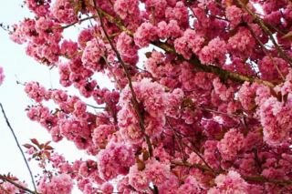 Pink flowers blooming on a tree