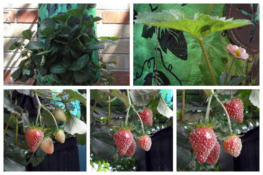 A strawberry plant growing in a topsy turvy planter, a flower growing, pale strawberries, and ripe strawberries hanging from the planter.