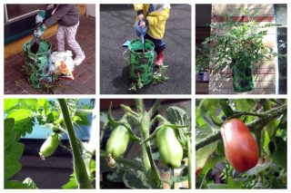 A child planting and watering tomatoes, the plant growing, green tomatoes forming, and ripe orange-red tomatoes.