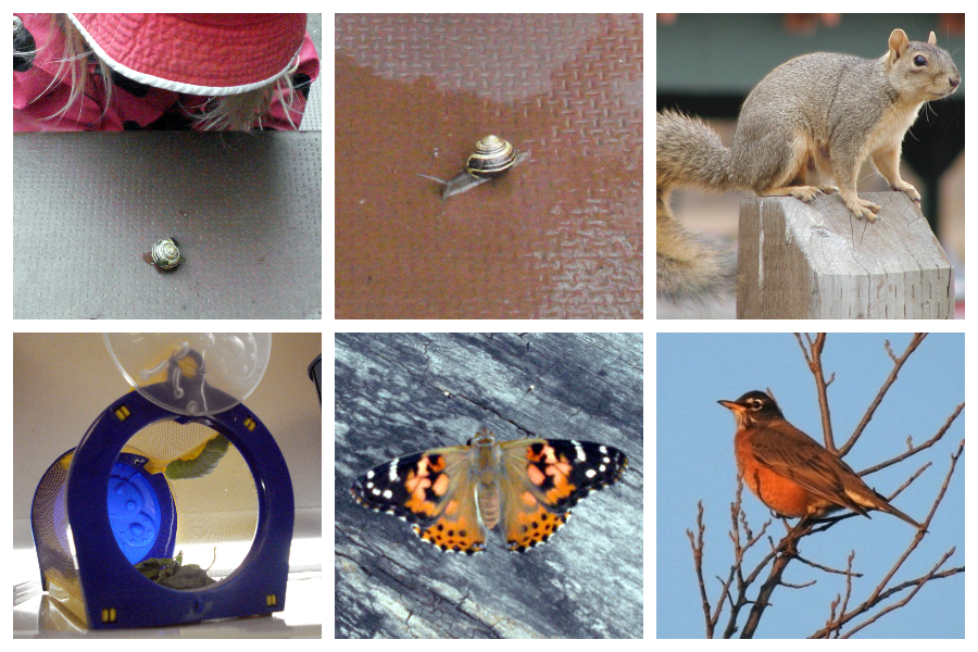 A child observing a snail on a table, a close-up of a snail, a squirrel, a caterpillar in a screened house, and a  bird on a branch.