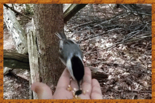 A chickadee eating bird seed from Ayisha's hand