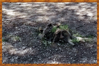 A chipmunk beside a tree stump