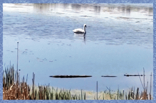 A swan in Lake Ontario at Lynde Shores