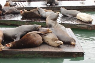 Sea lions on a pier