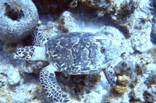 Hawksbill Sea Turtle in the ocean